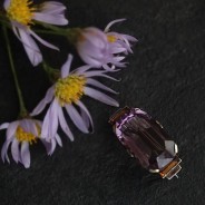 紫苑サムネイル