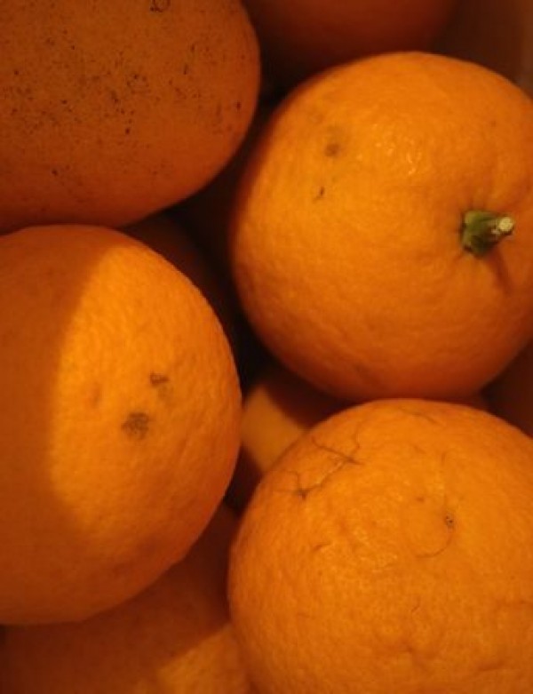柑橘ジャムサムネイル